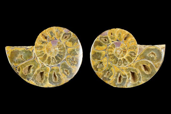 Cut & Polished Agatized Ammonite Fossil- Jurassic #131667